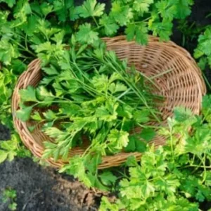 Parsley Plants Live in Pot - 6 Fresh Herb Plants - Indoor/Outdoor