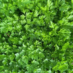 Parsley Plants Live in Pot - 6 Fresh Herb Plants - Indoor/Outdoor