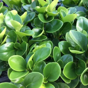 Peperomia Green Plant 3 Inch Pot - Easy Care Houseplant