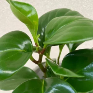 Peperomia Green Plant 3 Inch Pot - Easy Care Houseplant