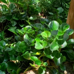 Peperomia Plant - Live Potted Tropical Plant - 3.5 Inch - Indoor/Outdoor