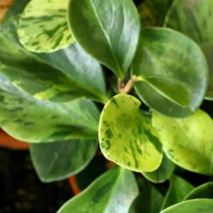 Peperomia Plant - Live Potted Tropical Plant - 3.5 Inch - Indoor/Outdoor