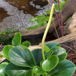 Peperomia Plant - Live Potted Tropical Plant - 3.5 Inch - Indoor/Outdoor