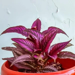 Persian Shield Plants: 6 Live Starter Plants in Pot 4-6 Inch Tall