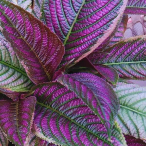 Persian Shield Plants: 6 Live Starter Plants in Pot 4-6 Inch Tall