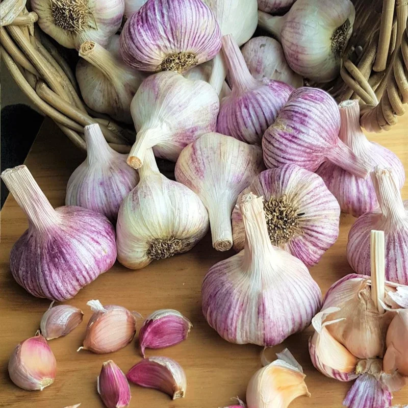 Peruvian Purple Stripe Garlic