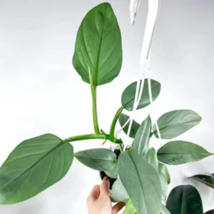 Philodendron Silver Sword Live Plant 4 Inch Pot, Silver Foliage