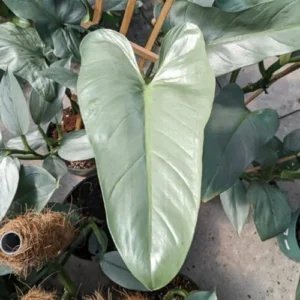 Philodendron Silver Sword Live Plant 4 Inch Pot, Silver Foliage