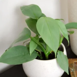 Philodendron Silver Sword Live Plant 4 Inch Pot, Silver Foliage