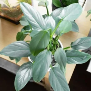 Philodendron Silver Sword Live Plant 4 Inch Pot, Silver Foliage