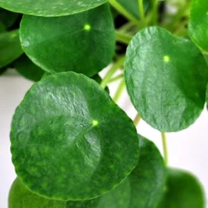 Pilea Peperomioides Live Money Plant - 3 Pack Indoor Houseplant 4-6 Inch