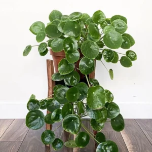 Pilea Peperomioides Live Money Plant - 3 Pack Indoor Houseplant 4-6 Inch