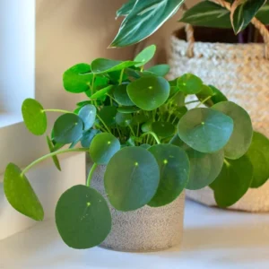 Pilea Peperomioides Live Money Plant - 3 Pack Indoor Houseplant 4-6 Inch