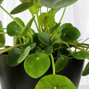 Pilea Peperomioides Live Plant - 4 Inch Potted Indoor Plant Green