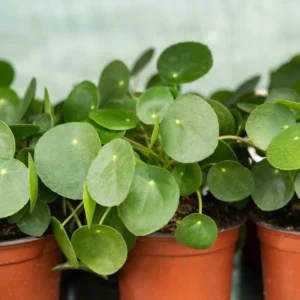 Pilea Peperomioides Live Plant - 4 Inch Potted Indoor Plant Green