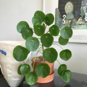 Pilea Peperomioides Live Plant - 4 Inch Potted Indoor Plant Green