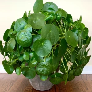 Pilea Peperomioides Live Plant - 4 Inch Potted Indoor Plant Green