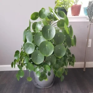 Pilea Peperomioides Live Plant - 4 Inch Potted Indoor Plant Green