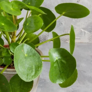 Pilea Peperomioides Live Plant - 4 Inch Potted Indoor Plant Green