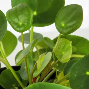 Pilea Peperomioides Plant - Indoor Houseplant, 4 Inch Pot, Green