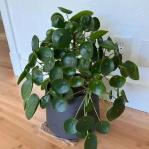 Pilea Peperomioides Plant - Indoor Houseplant, 4 Inch Pot, Green