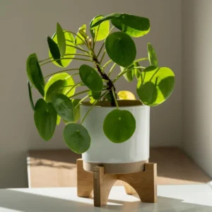 Pilea Peperomioides Plant - Indoor Houseplant, 4 Inch Pot, Green