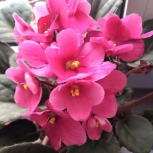 Pink African Violet Live Plant - 4 Inch Pot - Flowering Indoor Perennial