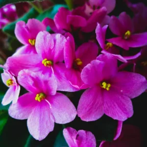 Pink African Violet Live Plant - 4 Inch Pot - Flowering Indoor Perennial