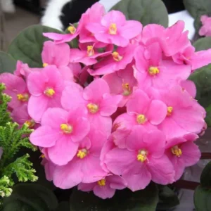 Pink African Violet Live Plant - 4 Inch Pot - Flowering Indoor Perennial