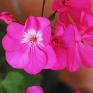 Pink Geranium Live Plant - 3 Pack Geranium Flower Plants 4'' Pot