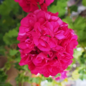 Pink Geranium Live Plant - 3 Pack Geranium Flower Plants 4'' Pot