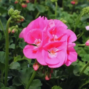 Pink Geranium Live Plant - 3 Pack Geranium Flower Plants 4'' Pot