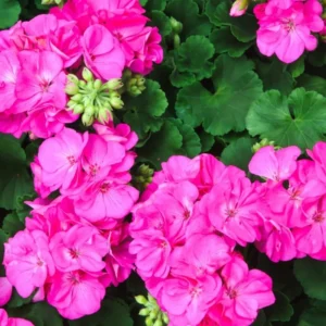 Pink Geranium Live Plant - 3 Pack Geranium Flower Plants 4'' Pot