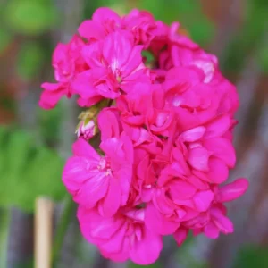 Pink Geranium Live Plant - 3 Pack Geranium Flower Plants 4'' Pot