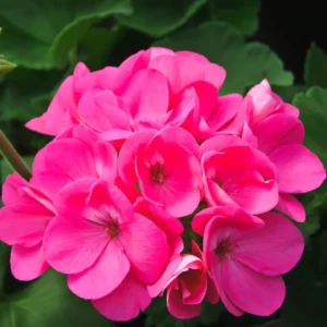 Pink Geranium Live Plant - 3 Pack Geranium Flower Plants 4'' Pot