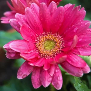 Pink Gerbera Daisy Plants Live - 3 Pack - 3-5 Inch Tall - Flowers