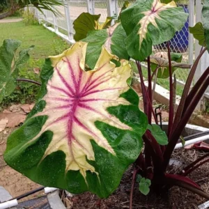 Pink Green Colocasia Live Plant Combo - Elephant Ear Taro Alocasia - 5-8 inch Tall - House Plant