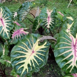 Pink Green Colocasia Live Plant Combo - Elephant Ear Taro Alocasia - 5-8 inch Tall - House Plant