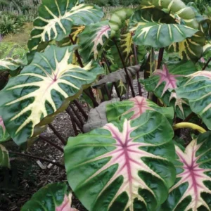 Pink Green Colocasia Live Plant Combo - Elephant Ear Taro Alocasia - 5-8 inch Tall - House Plant