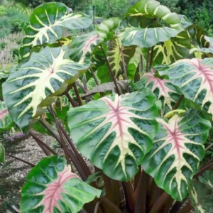 Pink Green Colocasia Live Plant Combo - Elephant Ear Taro Alocasia - 5-8 inch Tall - House Plant