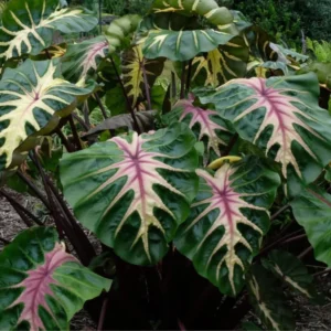 Pink Green Colocasia Live Plant Combo - Elephant Ear Taro Alocasia - 5-8 inch Tall - House Plant