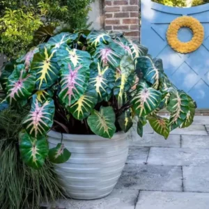 Pink Green Colocasia Live Plant Combo - Elephant Ear Taro Alocasia - 5-8 inch Tall - House Plant