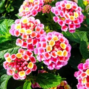 Pink Lantana Plants - Live Outdoor Flowers, 4 Inch Pot, Fragrant Butterfly Perennial