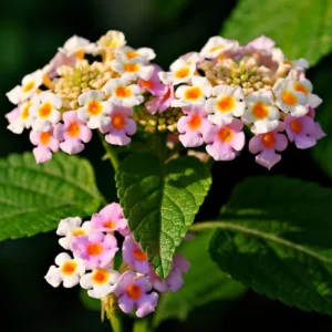 Pink Lantana Plants - Live Outdoor Flowers, 4 Inch Pot, Fragrant Butterfly Perennial