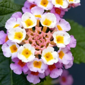 Pink Lantana Plants - Live Outdoor Flowers, 4 Inch Pot, Fragrant Butterfly Perennial