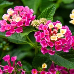 Pink Lantana Plants - Live Outdoor Flowers, 4 Inch Pot, Fragrant Butterfly Perennial