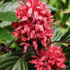 Pink Shrimp Plant Live - 2 Pack - Garden Ready