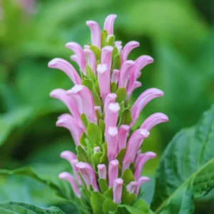 Pink Shrimp Plant Live - 4-6 Inch Tall - Garden & Home Decor