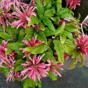 Pink Shrimp Plant Live - 4-6 Inch Tall - Garden & Home Decor