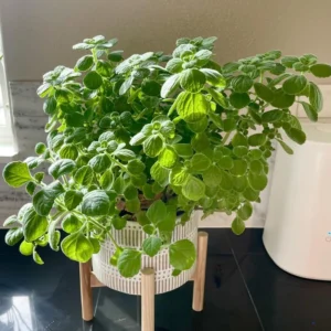 Plectranthus Vick Plant Live - 4 Inch Pot Herb Garden